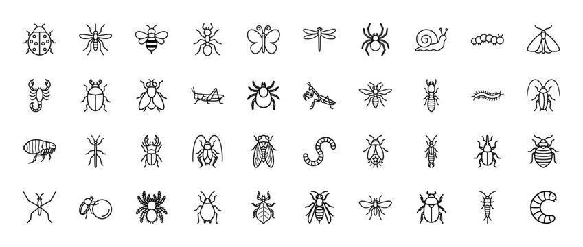 Entomology line icon set. Vector pictograms of beetle, bee, ant, butterfly, spider, snail, caterpillar, moth, scorpion, and grasshopper, thin outline illustration.