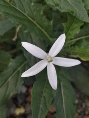 white and yellow flower