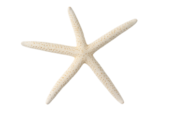 透明背景（png）に白いヒトデ