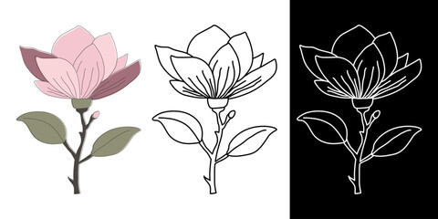 Set of magnolia icons in color, outline black white styles. Clean botanical shapes for branding, packaging, pattern, floral design project. Vector illustration © Dukhanina Ekaterina