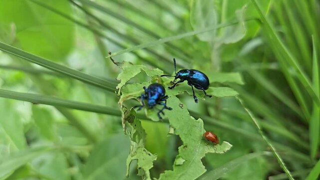 Close-up macro footage of metallic blue beetle perched on a green leaf in a natural outdoor environment, showcasing insect behavior and wildlife details with shallow depth of field.