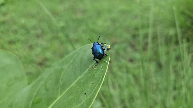 Close-up macro footage of metallic blue beetle perched on a green leaf in a natural outdoor environment, showcasing insect behavior and wildlife details with shallow depth of field.