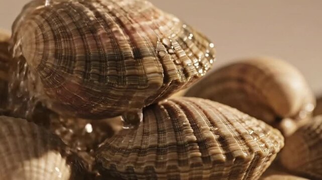 Fresh Cockles Being Washed with Clear Water Pouring Over Textured Brown Shells in Close-up Macro Shot Highlighting Wet Surfaces
