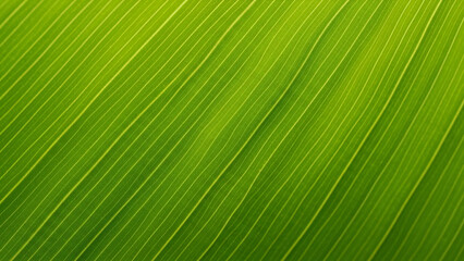 A close-up view of a green leafy texture with vibrant foliage and natural patterns