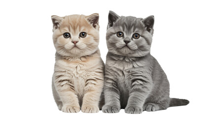 Adorable kittens in playful pose with soft pastel colors in warm studio lighting for pet advertising