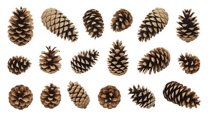 Pine cones in various sizes and textures in warm earthy tones on white background for seasonal decoration