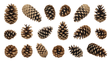 Pine cones in various sizes and textures in warm earthy tones on white background for seasonal decoration