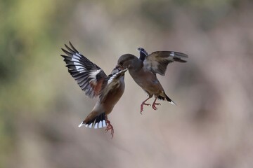 Fototapeta premium Hawfinch, air combat, territorial birds 
