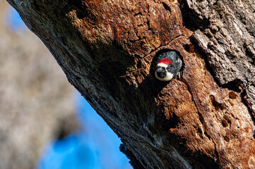 woodpecker in a hollow