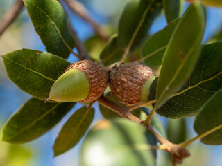 oak branch with acorns