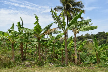 Fototapeta premium A grove of banana plants in a banana plantation in Cedros, Trinidad and Tobago. These are large herbaceous flowering plants belonging to the genus Musa. 