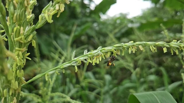 Honey bee collecting pollen from corn flower in slow motion, showcasing pollination process, insect behavior, agriculture ecosystem, and natural biodiversity in a green field.