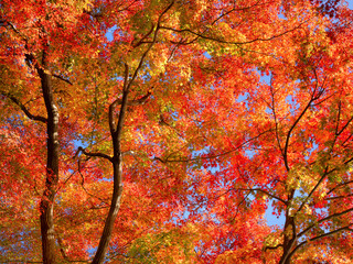 小石川後楽園の紅葉　東京都