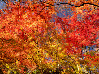 小石川後楽園の紅葉　東京都