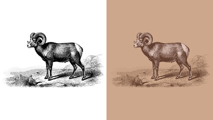 Vintage Etching/Engraving Vector Illustration of a Bighorn Sheep