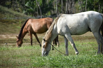 Obraz premium Two horses, a white and brown, grazing in a field of green grass, in Trinidad and Tobago.