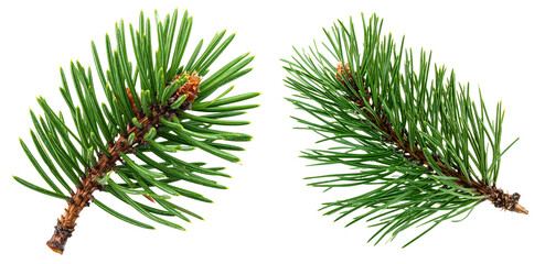 Naklejka premium group of green pine branch isolated on white background