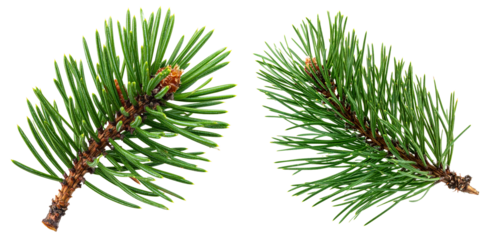 group of green pine branch isolated on white background