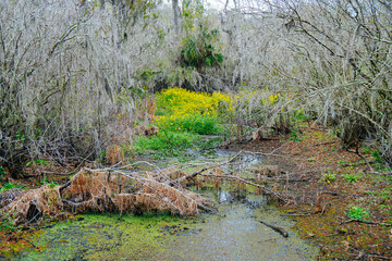 Winter Landscape of Hillsborough river at Lettuce lake park