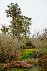 Obraz premium Winter Landscape of Hillsborough river at Lettuce lake park 