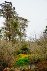 Winter Landscape of Hillsborough river at Lettuce lake park