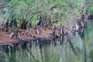 Winter Landscape of Hillsborough river at Lettuce lake park