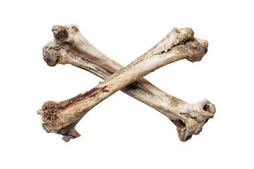 Fototapeta premium Crossed animal bones isolated on white background