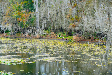 Winter Landscape of Hillsborough river at Lettuce lake park