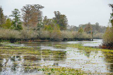 Winter Landscape of Hillsborough river at Lettuce lake park