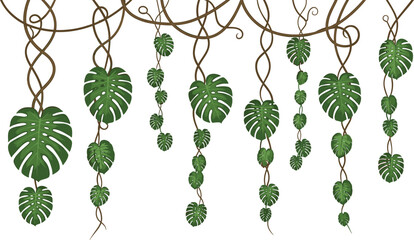 Tropical Jungle Hanging Vines with Monstera Deliciosa Leaves and Lianas Border Isolated on White Background for Exotic Summer Graphic Design Elements © Ajmira