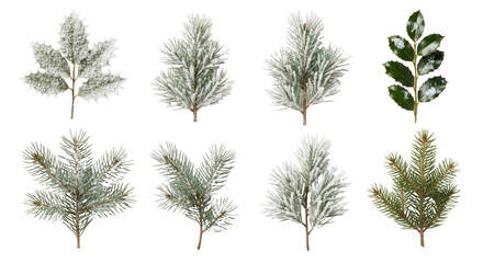 Various types of pine and holly leaves with frost on a png transparent