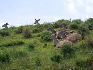A herd of female greater kudu deer - Tragelaphus strepsiceros -  lying in the green grasslands. Location St Lucia, KwaZulu Natal,  iSimangaliso Wetland Park, South Africa