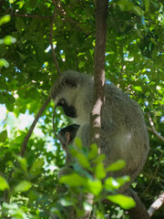 Side profile of  vervet monkey - Chlorocebus pygerythrus - mother holding  and looking down at baby Location Cape Vidal, iSimangaliso Wetland Park, KwaZulu Natal, South Africa.  vertical image