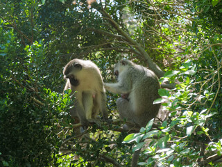 two vervet monkeys  - Chlorocebus pygerythrus - a mother holding a baby  Location Cape Vidal, iSimangaliso Wetland Park, KwaZulu Natal, South Africa.  Background blurred or out of focus
