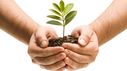Hands holding small green plant in soil in gentle care with soft natural lighting for environmental conservation