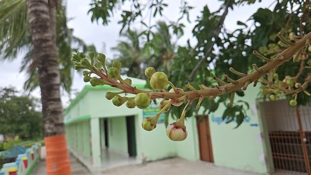 Cannonball Tree Flower Buds and Inflorescence, Couroupita guianensis Nagalingam Tree with Developing Flowers, Tropical Ornamental Plant and Botanical Nature