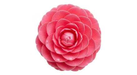Vibrant pink camellia bloom isolated on transparent background