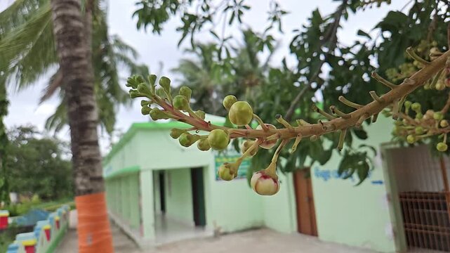 Cannonball Tree Flower Buds and Inflorescence, Couroupita guianensis Nagalingam Tree with Developing Flowers, Tropical Ornamental Plant and Botanical Nature
