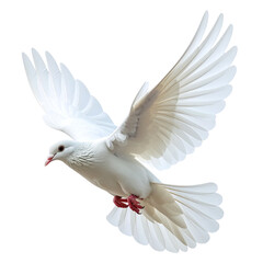 Fototapeta premium Dove Gliding Sideways with Motion Blur on Wing Tips, Minimalist Composition, isolated