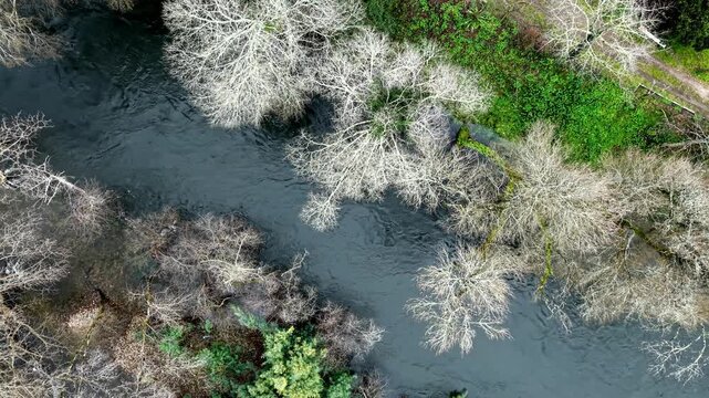 Tamega riverbank diverse vegetation, Amarante city, Aerial