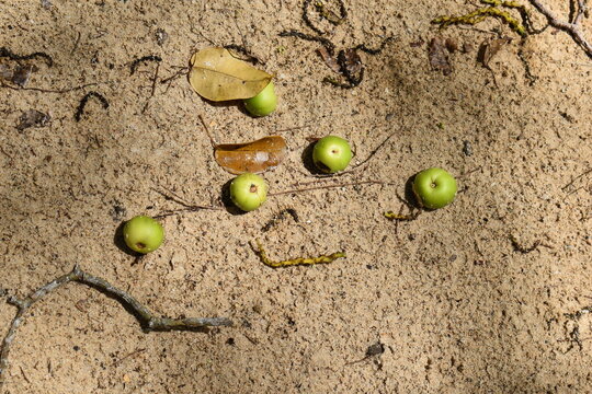 The fruits of the manchineel tree (Hippomane mancinella), on the sandy seashore of a coatline in Tobago, West Indies. This is one of the world's most poisonous trees. 