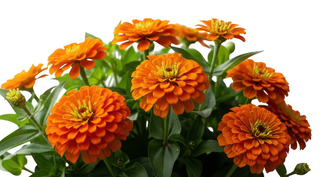 Vibrant orange zinnias in full bloom isolated on transparent background