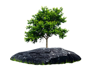 Lush green tree grows from a dark rock