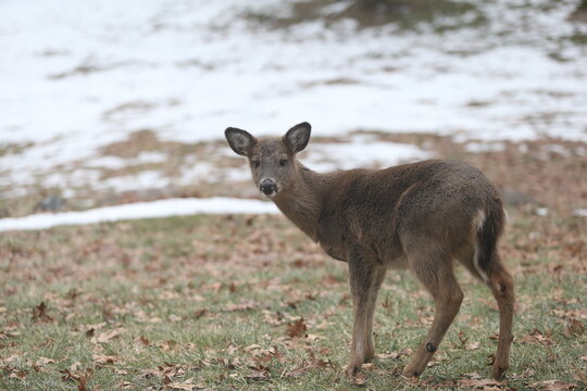 Deer
