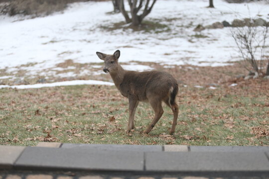 Deer