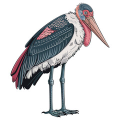Marabou stork