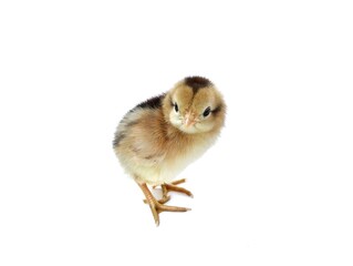 Obraz premium Cute brown baby chick standing isolated on a white background