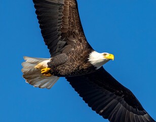 Close-up of a bald eagle in mid-flight against a clear blue sky
