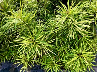 vibrant green and yellow variegated foliage of osmanthus or similar ornamental shrub in a garden
