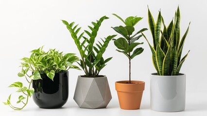 Fototapeta premium Collection of popular indoor houseplants in stylish pots including Pothos and Snake Plant isolated on a white background for home decor and green living concepts
